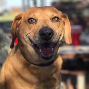 Meet your Posher, Armando